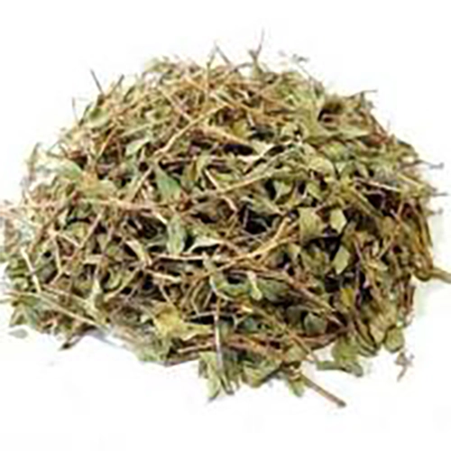 گیاه کاکوتی خشک