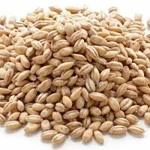 دانه گندم مرغوب و درشت تقویت معده و درمان کم خونی گیاه دارو